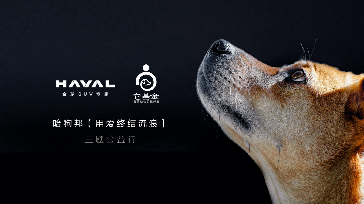 大河报汽车网